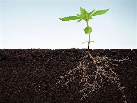 CBD Seed Labs Integrated Pest Management Guide