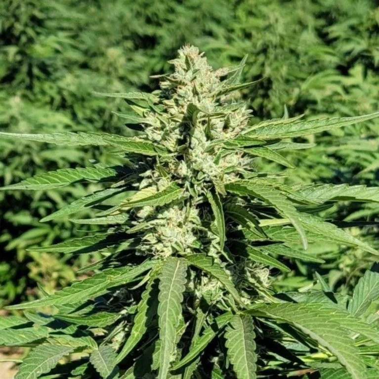 Lemon G CBG