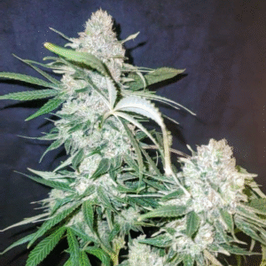 Gorilla ACDC