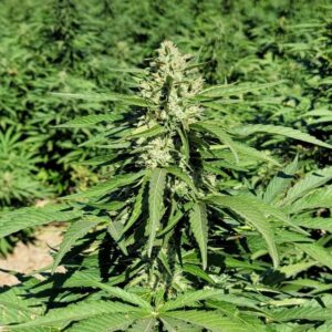 Lemon G Feminized CBG Hemp Seeds