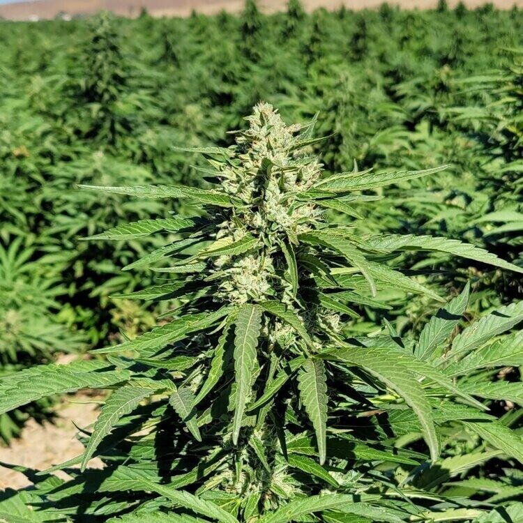 Lemon G CBG