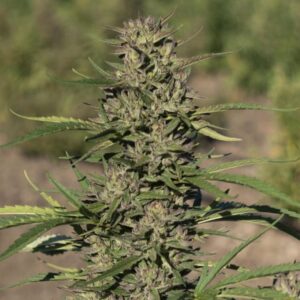 Maverick Autoflower
