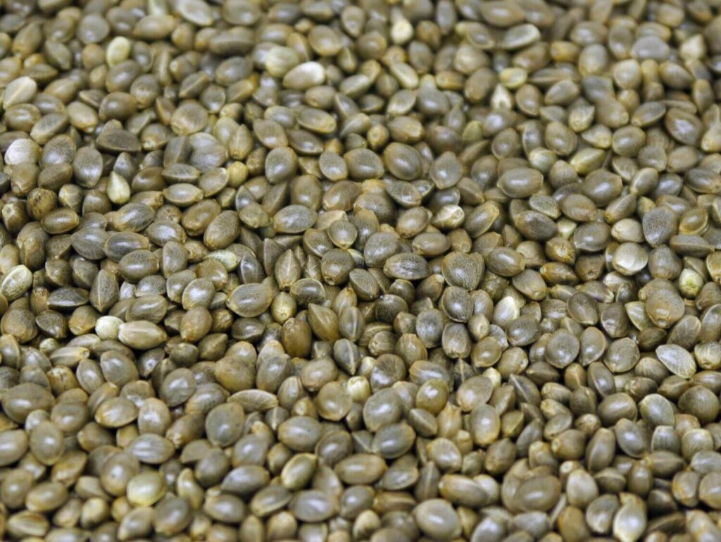 Feminized Hemp CBD Seeds