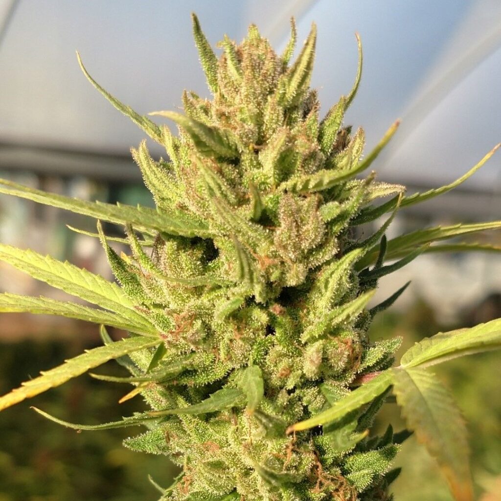 Pineapple ACDC