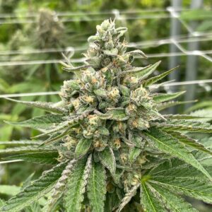 Gas Face Maverick Autoflower