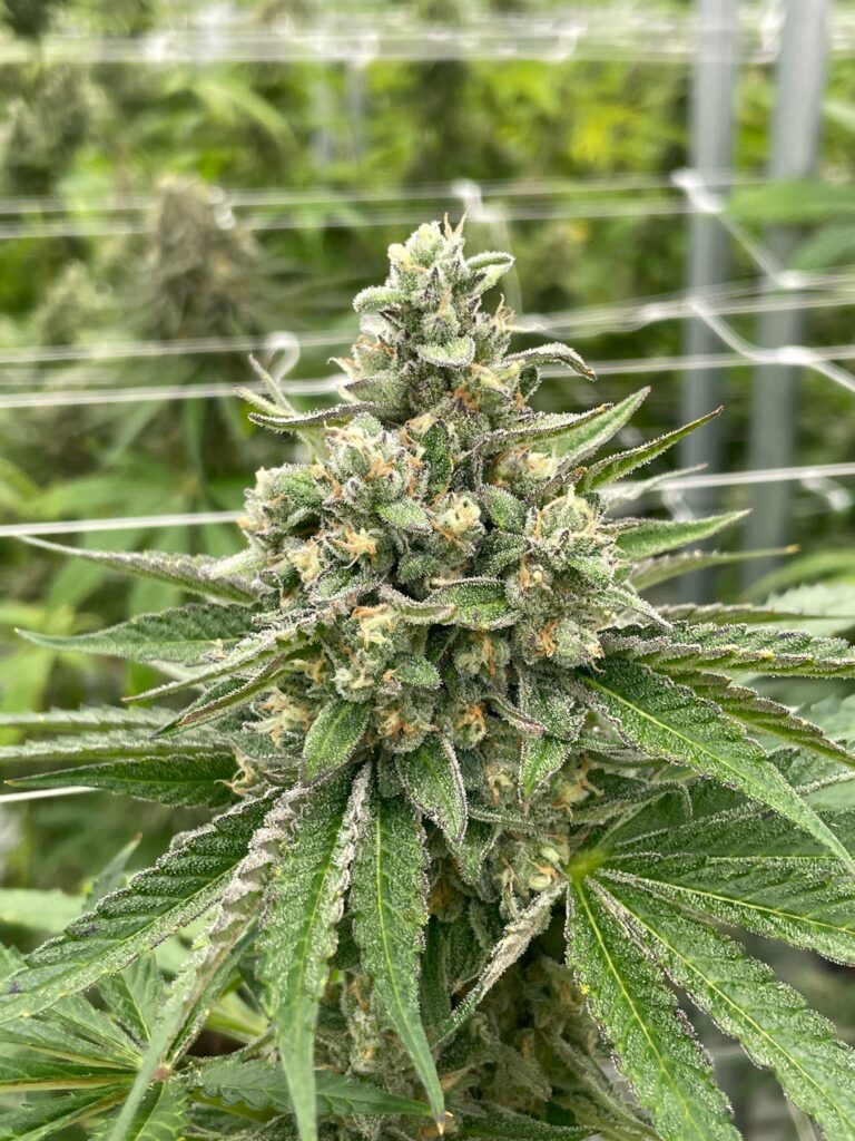 Gas Face Maverick Autoflower