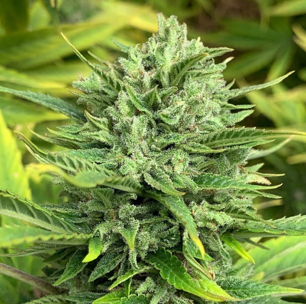 Mountain Mango