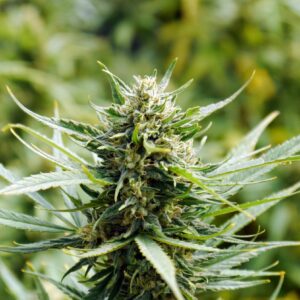 Mountain Mango CBD Hemp
