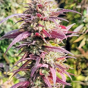 ACDC CBD Hemp