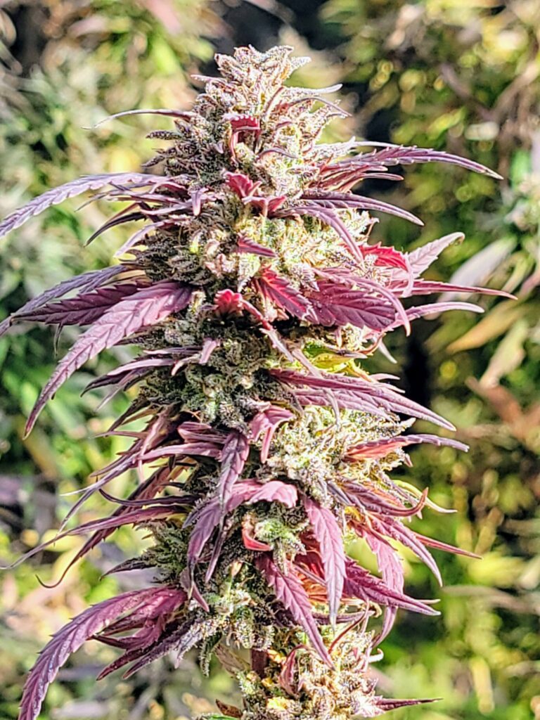ACDC CBD Hemp