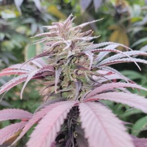Cherry ACDC Feminized CBD Hemp Seeds
