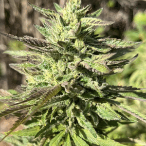 Mango ACDC