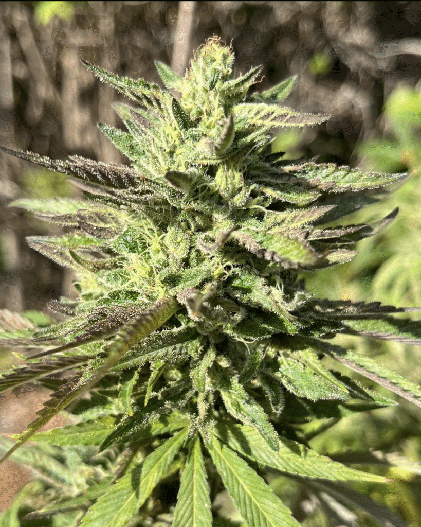 Mango ACDC