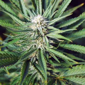 Cherry Blossom CBD Hemp