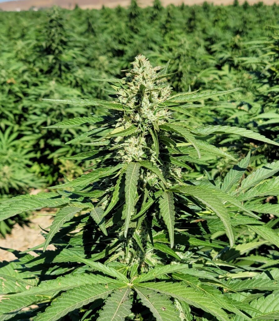 Lemon G CBG