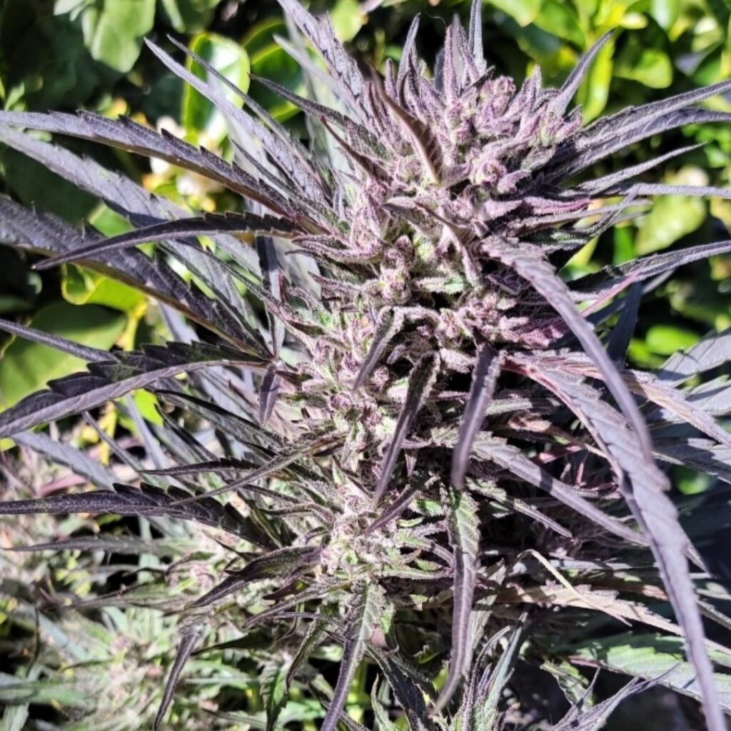 Maverick Autoflower