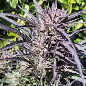 Maverick Autoflower