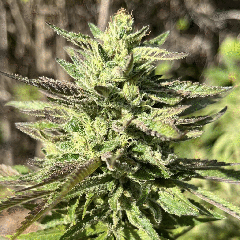 Mango ACDC