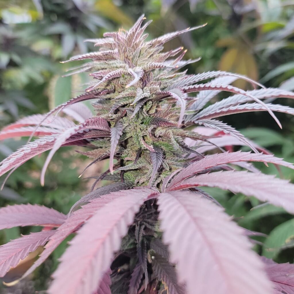 Cherry ACDC