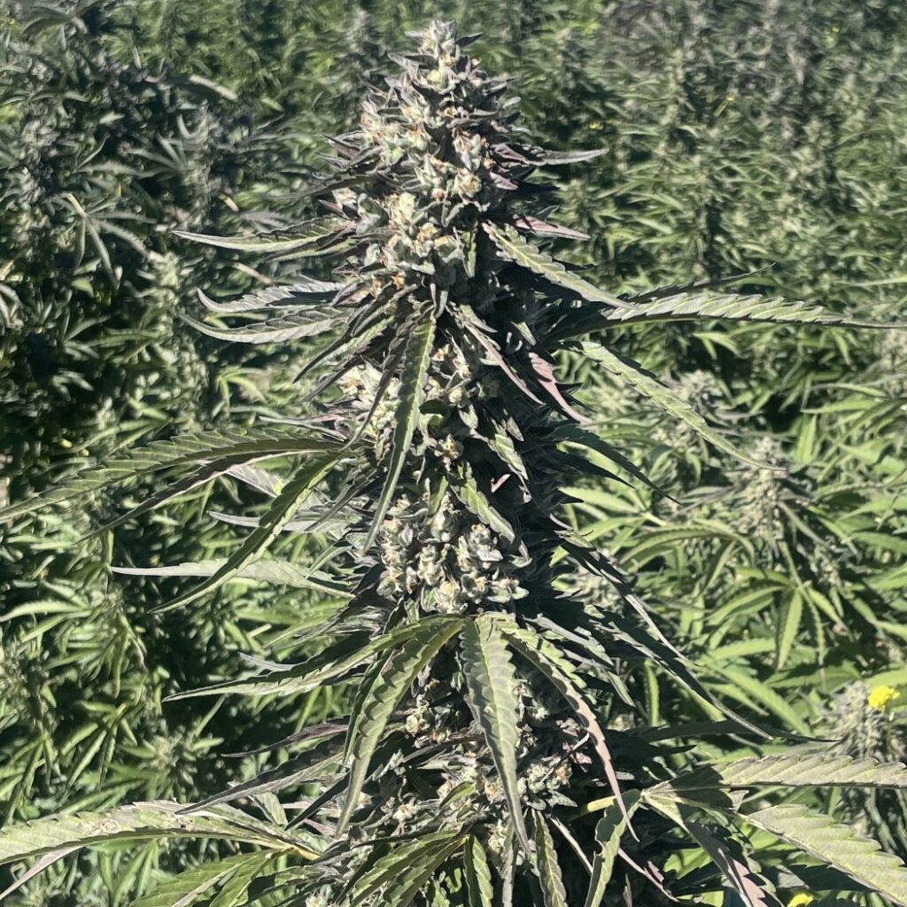 Pipeline Autoflower